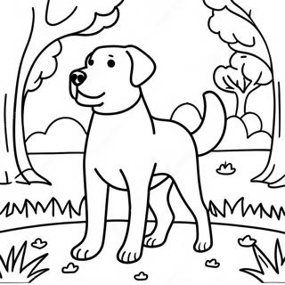 Suurj Vaale Paark Men Laibraaddor Rng Bhrne Vaalaa Prsstth 81984 23585